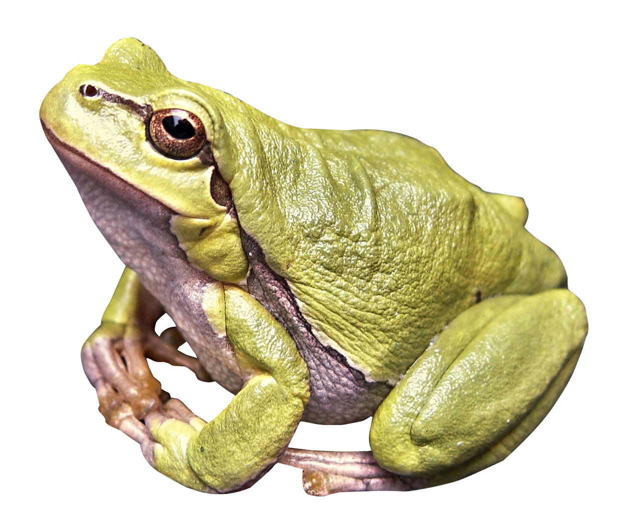Frog sounds illustration