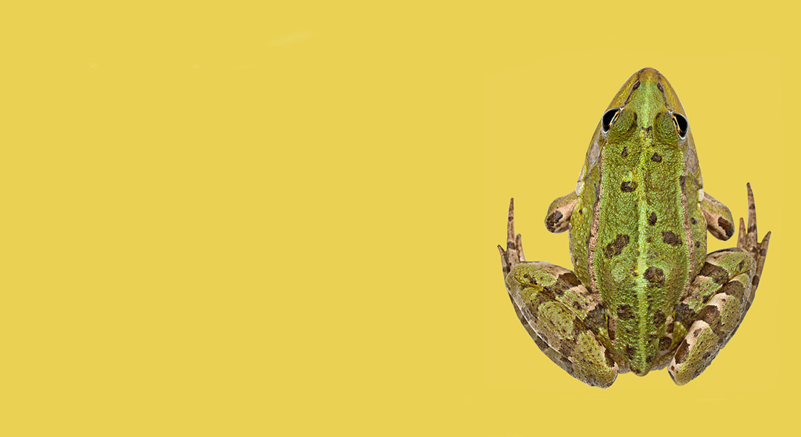 Amphibians.lk