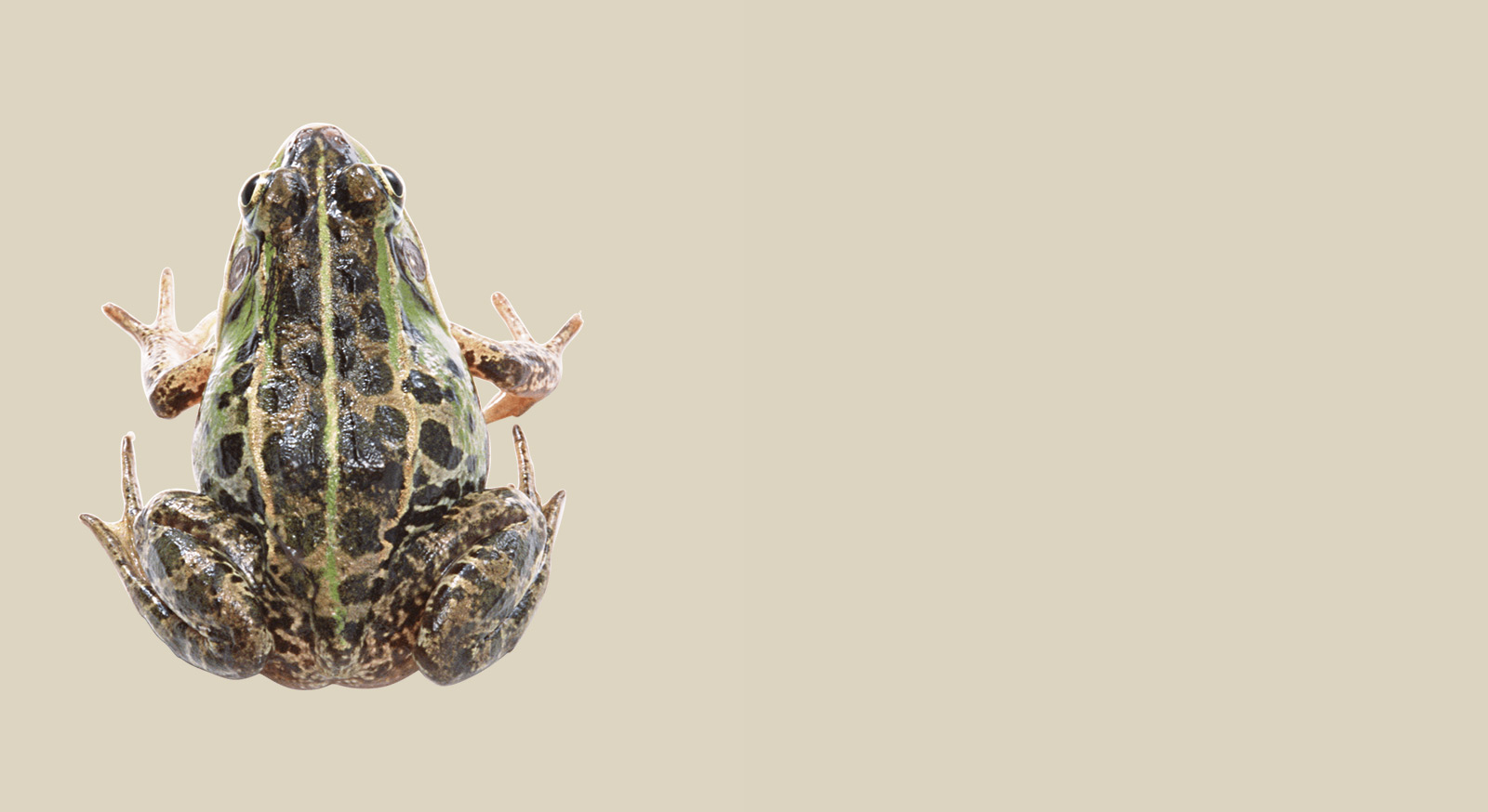 Amphibians.lk