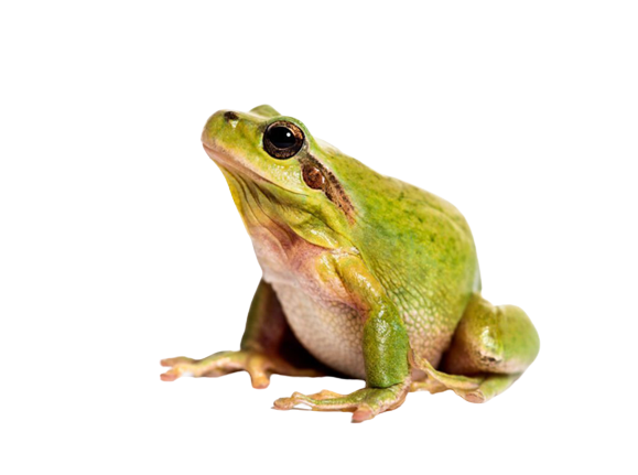 Sri Lankan frog illustration