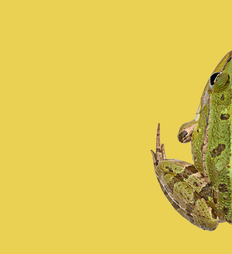 Amphibians.lk