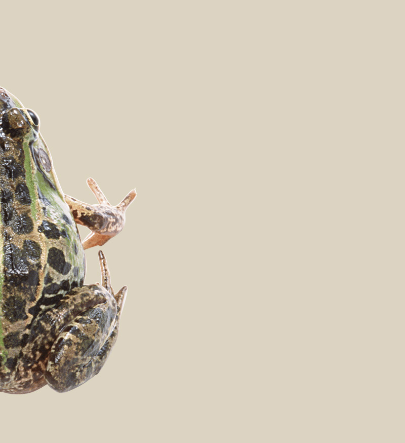 Amphibians.lk