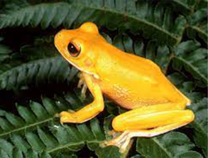 Herpetology Research at University of Sri Jayewardenepura