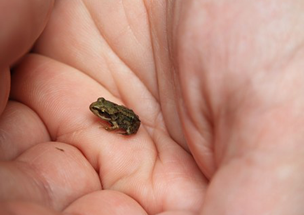 Amphibian Education Programs in Sri Lanka