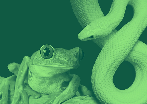 Protecting Endemic Amphibians of Sri Lanka