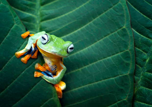 New Discoveries in Sri Lankan Amphibian Research