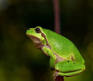 amphibians.lk