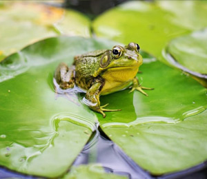 amphibians.lk