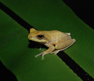 amphibians.lk