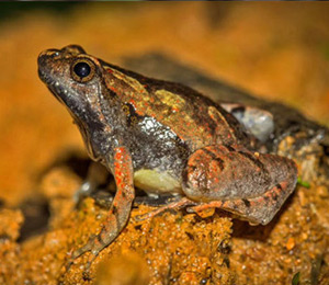 amphibians.lk