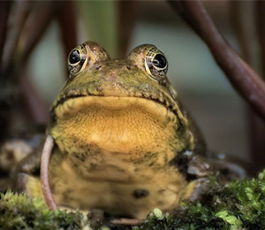 amphibians.lk