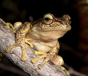 amphibians.lk