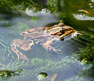amphibians.lk
