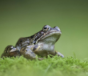 amphibians.lk