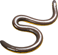 Ichthyophiidae