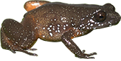 Nyctibatrachidae