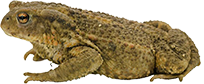 Bufonidae