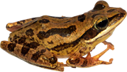 Rhacophoridae