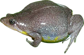 Microhylidae