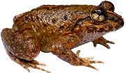 Dicroglossidae