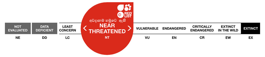 Conservation status: Near Threatened (NT)