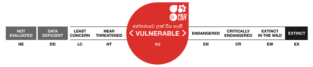 Conservation status: Vulnerable (VU)