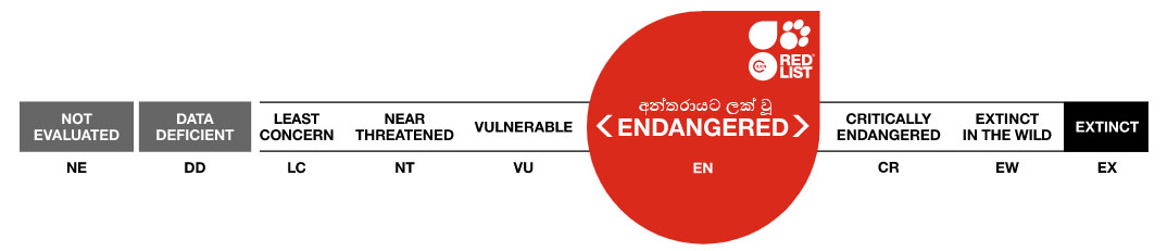 Conservation status: Endangered (EN)