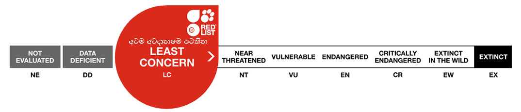 Conservation status: Least Concern (LC)