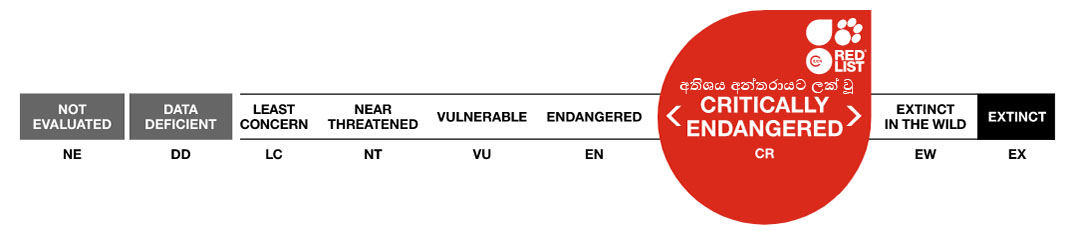 Conservation status: Critically Endangered (CR)