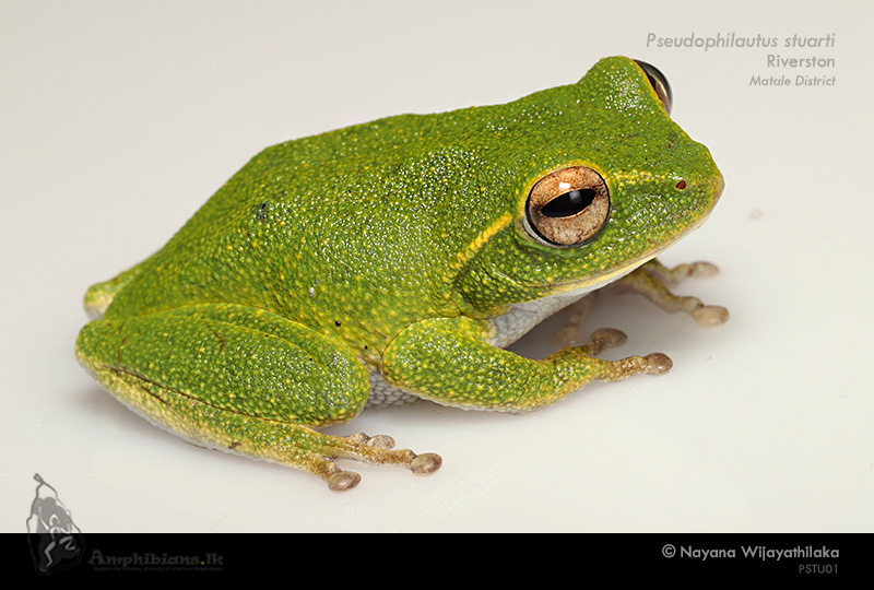 Stuart's Shrub Frog