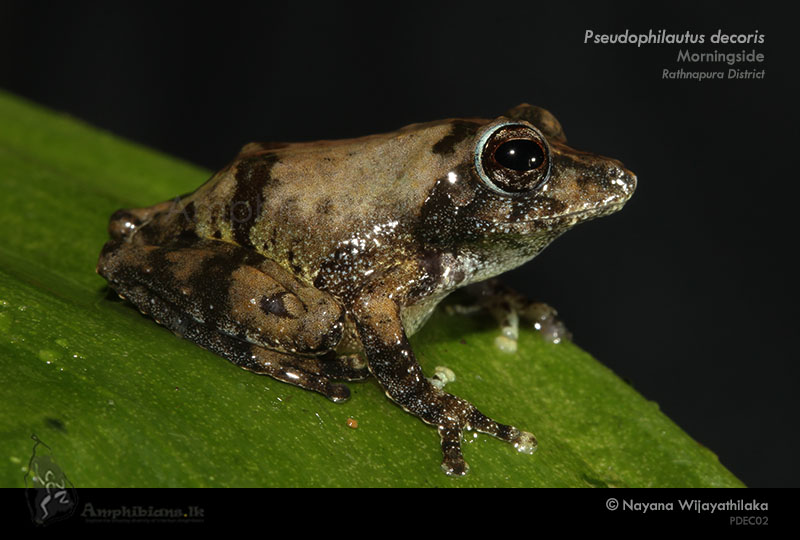 Elegant Shrub Frog