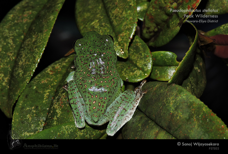 Spotted Shrub Frog