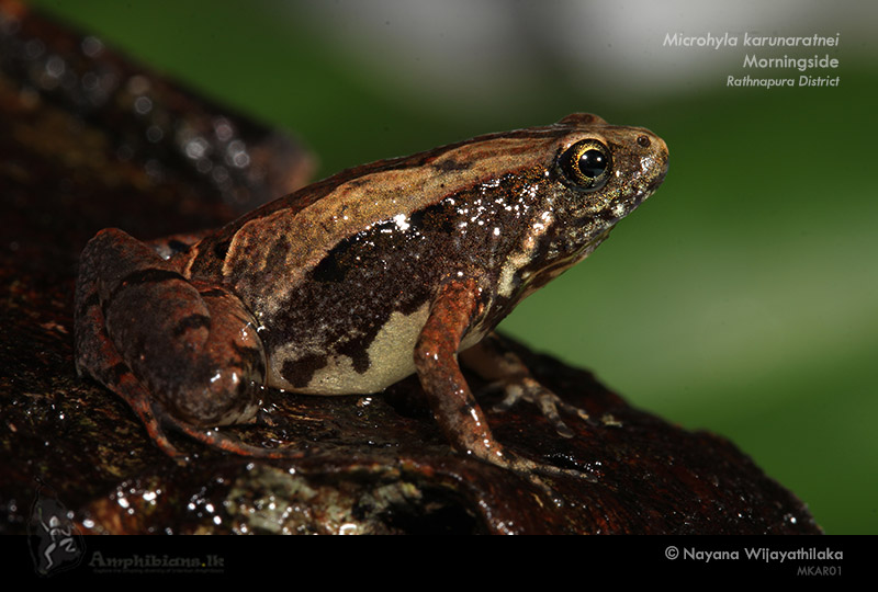 Karunaratne's Narrow-mouth Frog