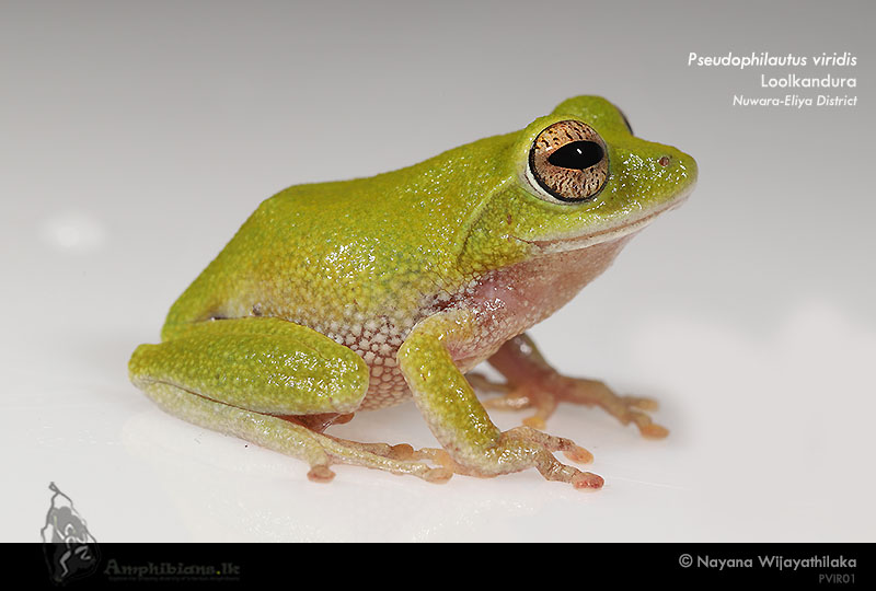 Dull Green Shrub Frog