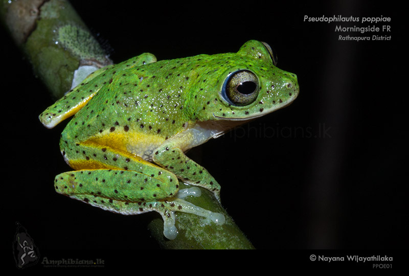Poppy's Shrub Frog
