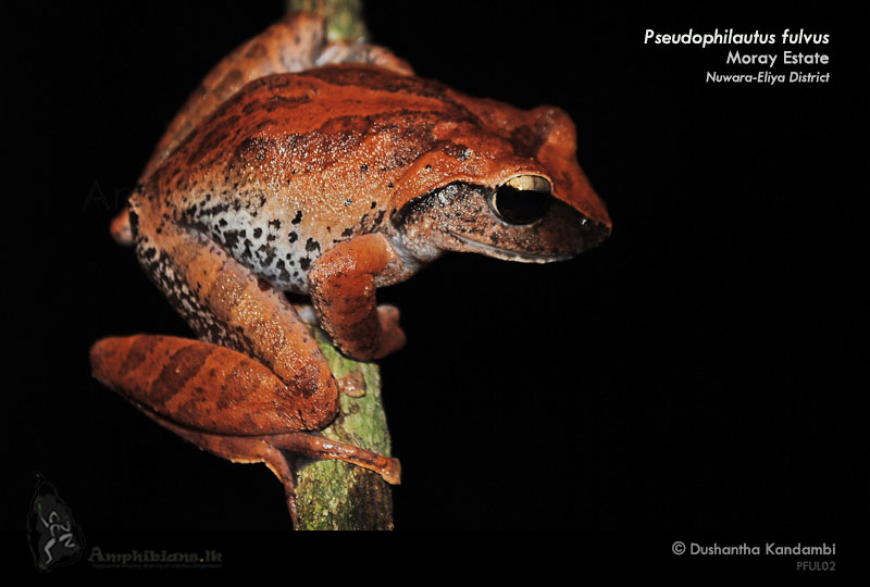 Knuckles Shrub Frog
