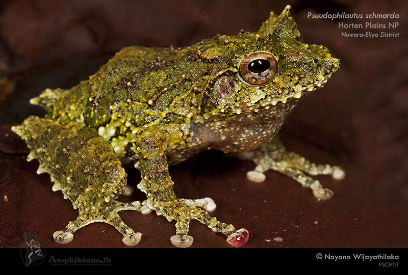 Schmarda's Shrub Frog