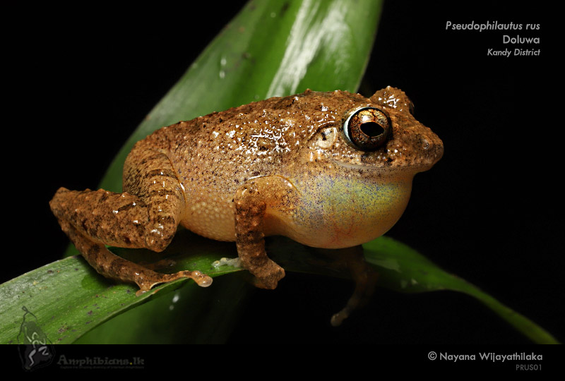 Kandian Shrub Frog