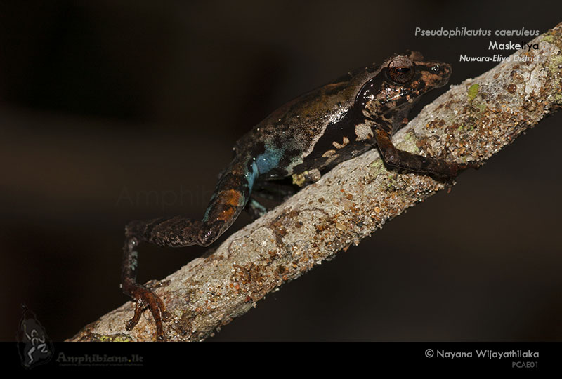 Blue Thigh Shrub Frog