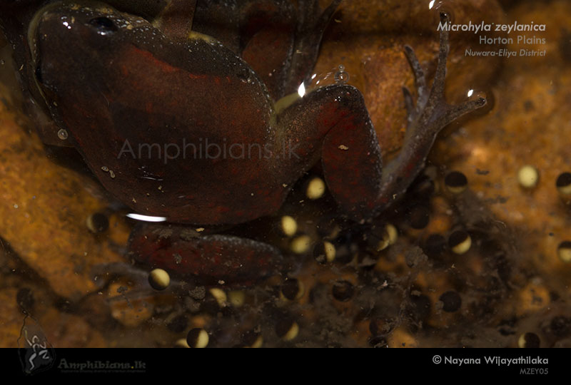 Sri Lanka Narrow-mouth Frog