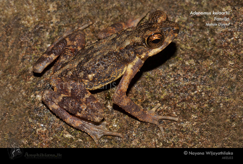 Kelaart's Dwarf Toad