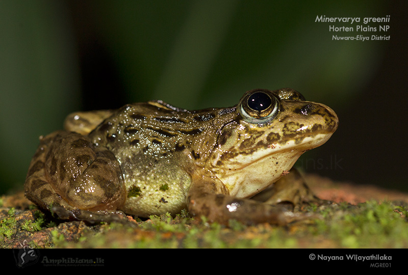 Montane Frog