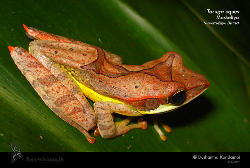 Montane Hour-glass Tree Frog