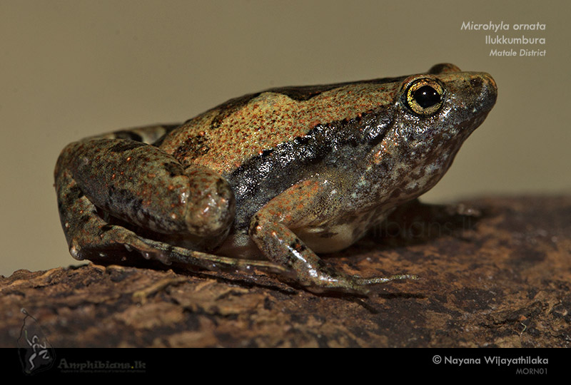Ornate Narrow-mouthed Frog