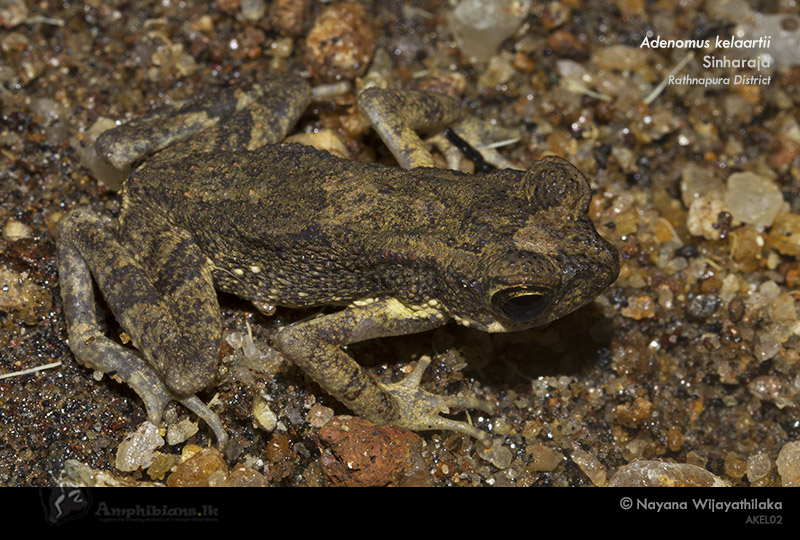 Kelaart's Dwarf Toad