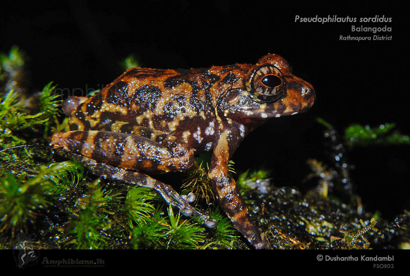 Grubby Shrub Frog