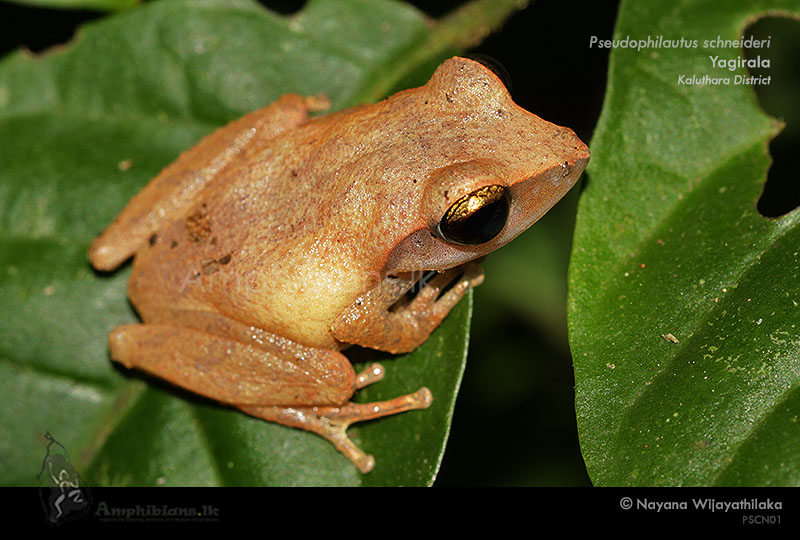 Schneider's shrub frog