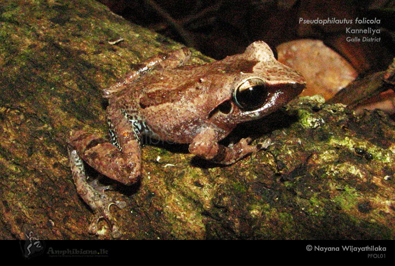 Leaf Dwelling Shrub Frog