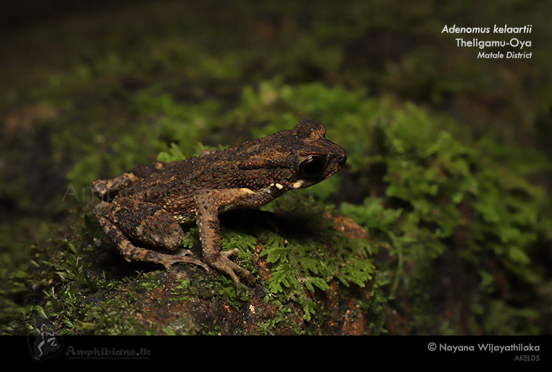 Kelaart's Dwarf Toad