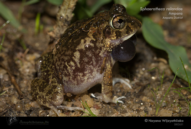 Roland's Burrowing Frog